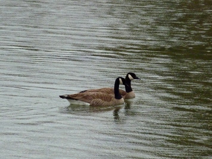 FAUNE 4 (37).JPG